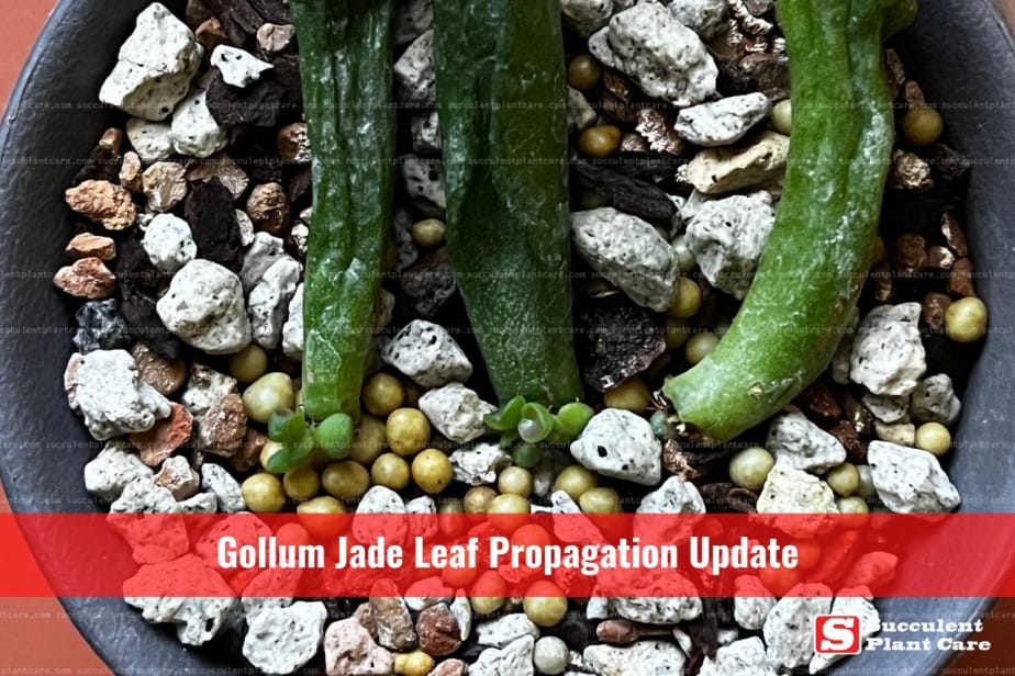 Gollum Leaf Propagation Progress showing tiny gollum jade plants