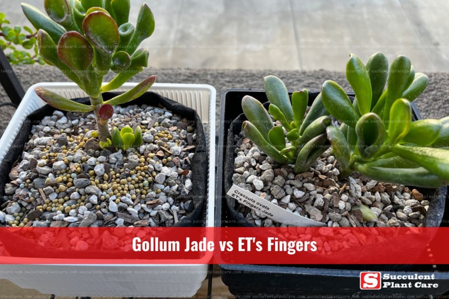 Photo of Gollum Jade and ETs Fingers Jade side by side