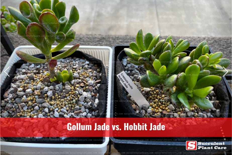 photo of gollum jade and hobbit jade side by side