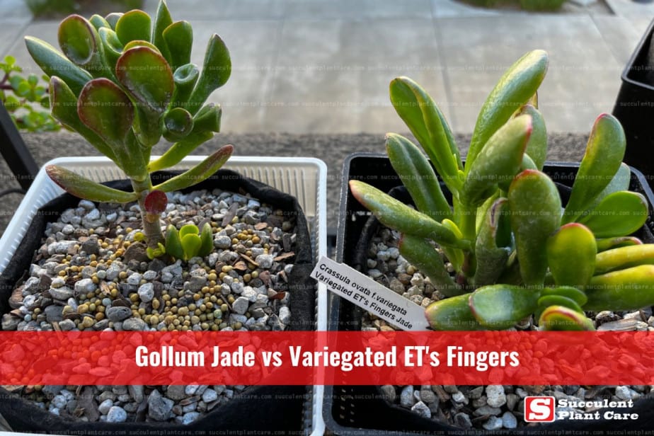 Photo of Gollum Jade and Variegated ETs Fingers Jade side by side