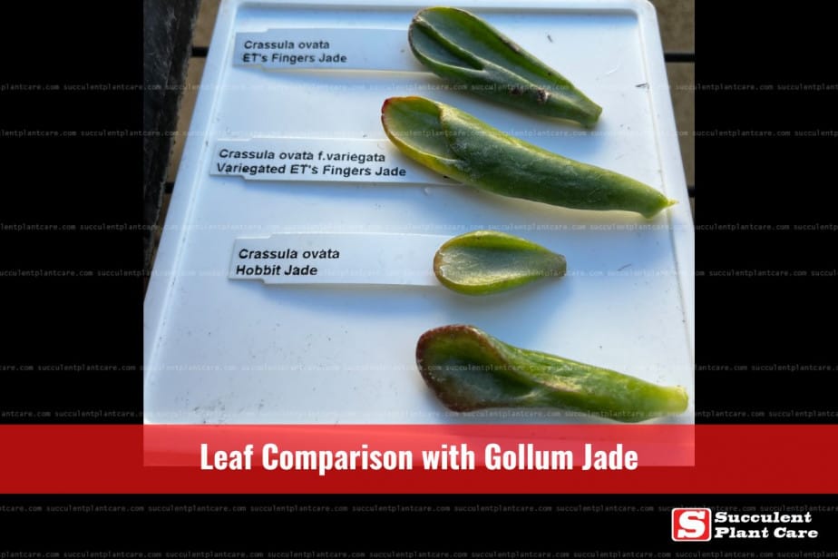 Photo Gollum Jade, Hobbit Jade, ETs Fingers leaves side by side comparison